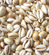 beige white cowrie shells 1 kg